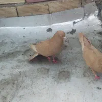 کفترزرد|پرنده|ارس, |دیوار