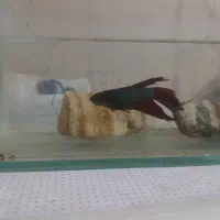 فایتر پلاکت|ماهی|تهران, هفت چنار|دیوار