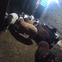 بره پای پروار