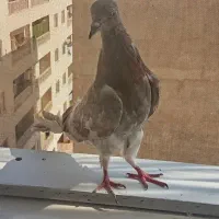یک جفت کفتر پرشی