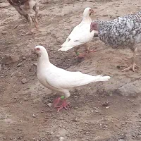 سلام کبوتر گم شده|پرنده|هامون, |دیوار