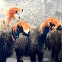 میش|حیوانات مزرعه|اردل, |دیوار