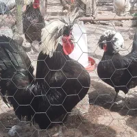 لهستانی و برهما...