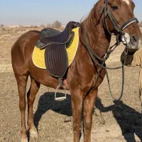 اسب نریان نجیب