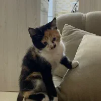 واگذاری گربه