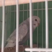 مرغ عشق آنتیک|پرنده|تربتحیدریه, مظفریه|دیوار