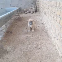 طوله سگ خراسانی اصیل|سگ|قوچان, |دیوار