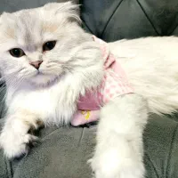 گربه