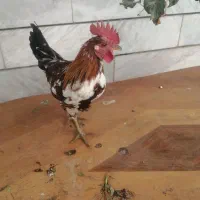 خروس گلین