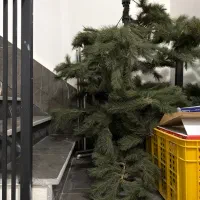 درخت کریسمس بزرگ برگاش وصل نیست