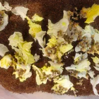 حلزون|خزنده|اصفهان, چرخاب|دیوار