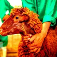 (عقیقه×قربانی گوسفند×زنده)  جوآن۰وقبراق  نصفه گوشت