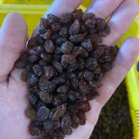 کشمش آفتابی پلویی