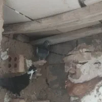 کبوتر