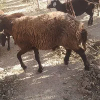 ۵عدد قوچ دودندان روزگاری درج یک|حیوانات مزرعه|فریدونشهر, |دیوار