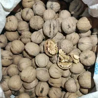 گردو