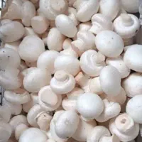 پخش عمده قارچ