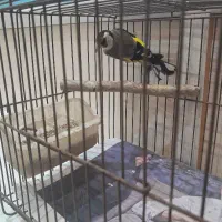 سهره ماده معاوضه با فنچ یا قناری یا سینه سرخ