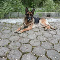 ژرمن نگهبان بسیار عالی واگذاری شیترو پسر خوشکل