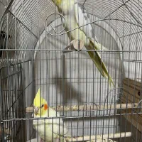 عروس هلندی جفت مولد|پرنده|اندیشه, اندیشه فاز ۳|دیوار