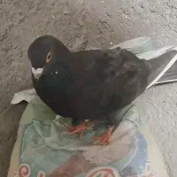 کفتر گمشده|حیوانات|تربت‌حیدریه, ترمینال|دیوار