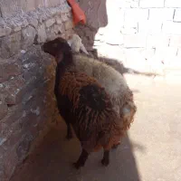 بره قوچ|حیوانات مزرعه|شیروان (لرستان), |دیوار