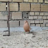 نرماده سینه زرد|پرنده|شیراز, شهرک صنعتی|دیوار