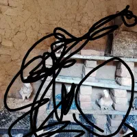 کفتر|پرنده|کنگاور, |دیوار