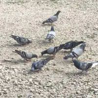 کفترمسافتی