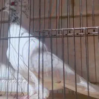 کفتر ماده کاکلی|پرنده|ری, دولتآباد|دیوار