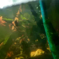 لابستر|ماهی|مشهد, امیریه|دیوار