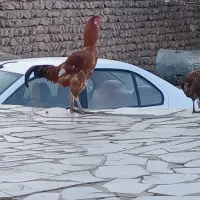 مرغ محلی و خروس لاری|حیوانات مزرعه|چگنی, |دیوار