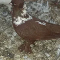 ککیلی، دورح ،طوقی