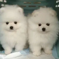 سگ پامر قیمت باور نکردنی|سگ|چادگان, |دیوار