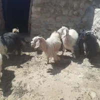 بز داشتی