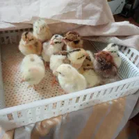 جوجه گلین چهل تاج ریشو تاج اره ای