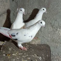 تعدادی کبوتر خوب بوشهری وچندرنگ مختلف همه اش بپرند|پرنده|دلوار, |دیوار