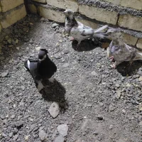 کفتر  یا  کبوتر  پرشی  و  تزئینی
