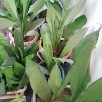 گل های آپارتمانی وکاکتوس های زیبا بفروش میرسد|گل و گیاه طبیعی|زرقان, |دیوار