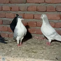 شیخی جو کاغذی زرد