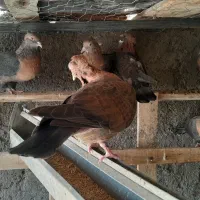 کبوتر آشینگل قیمت جفتی ۱۸۰۰۰۰۰یک میلیونو هشتصد|پرنده|کبودرآهنگ, |دیوار