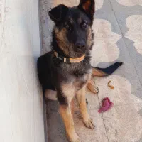سگ ژرمن 7ماه