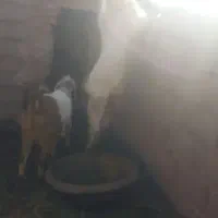 بزغاله بزری وارداتی|حیوانات مزرعه|میان جلگه, |دیوار