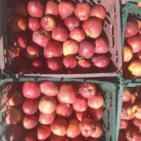 سیب قرمز و سفید درجه 2