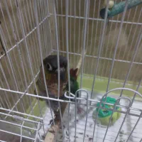 طوطی گرینچیک