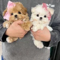 سگ گوگولی اپارتمانی جیبی|سگ|تهران, جنتآباد جنوبی|دیوار