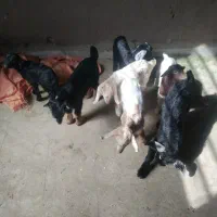 ۷راس بزکهره دار|حیوانات مزرعه|حنا, |دیوار