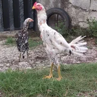 مرغ و خروس لاری