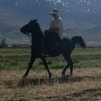 اسب مادیان