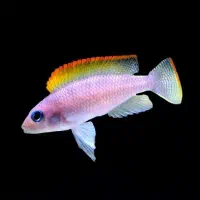 کالووس.پانک.اسلاتوس|ماهی|هشتگرد, شهرک اقدسیه|دیوار